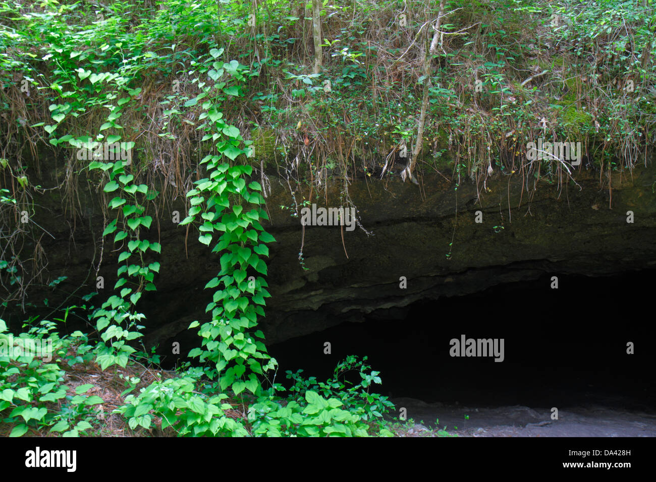 Tallahassee Florida Apalachicola National Forest Leon Sinks