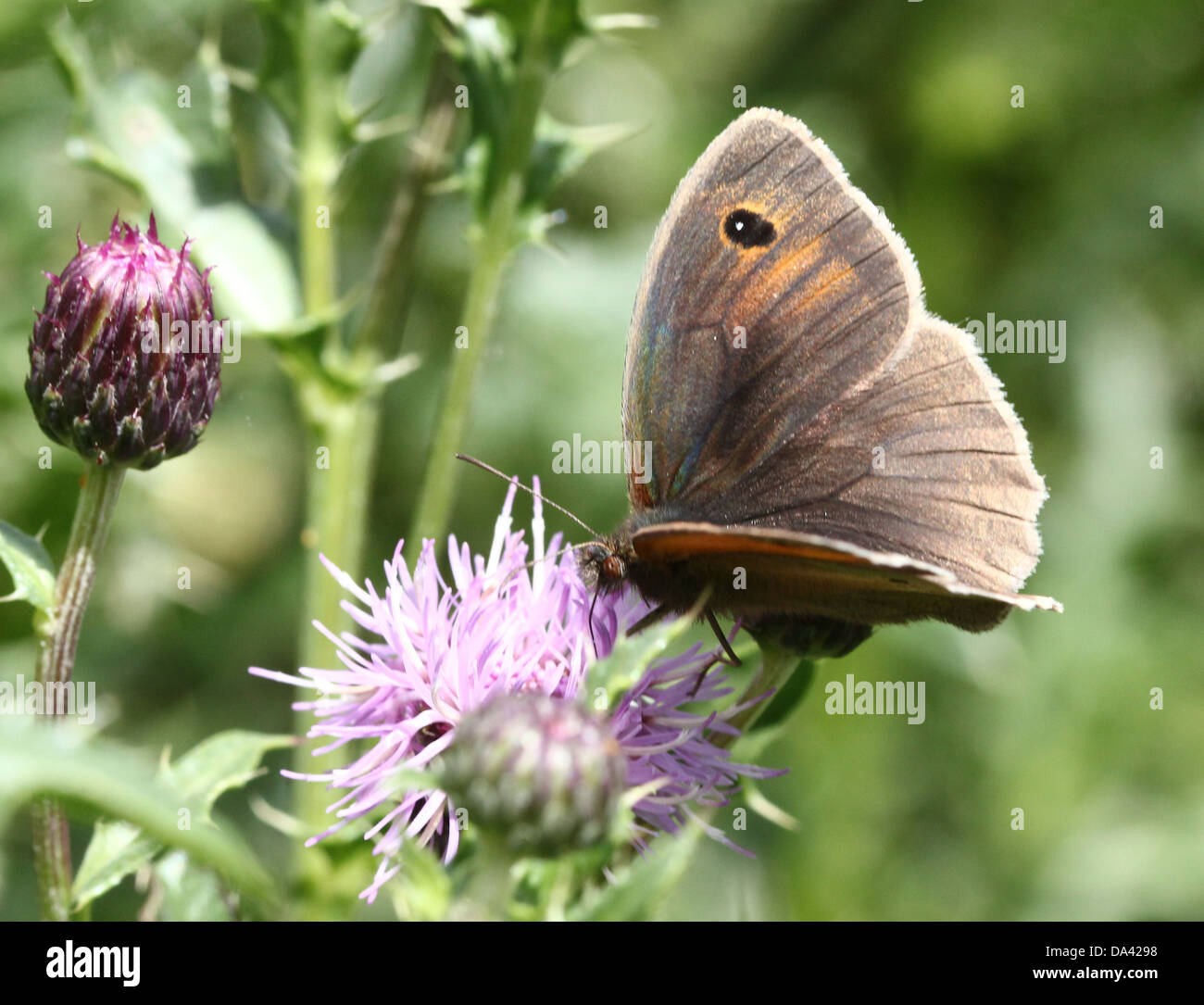 Close-up of a male Meadow Brown ( Maniola jurtina) butterfly Stock Photo