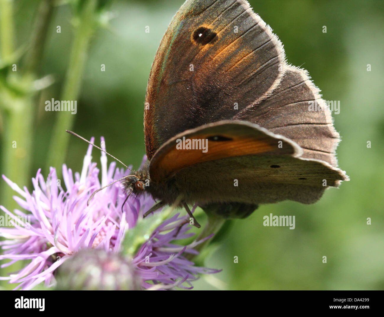 Close-up of a male Meadow Brown ( Maniola jurtina) butterfly Stock Photo