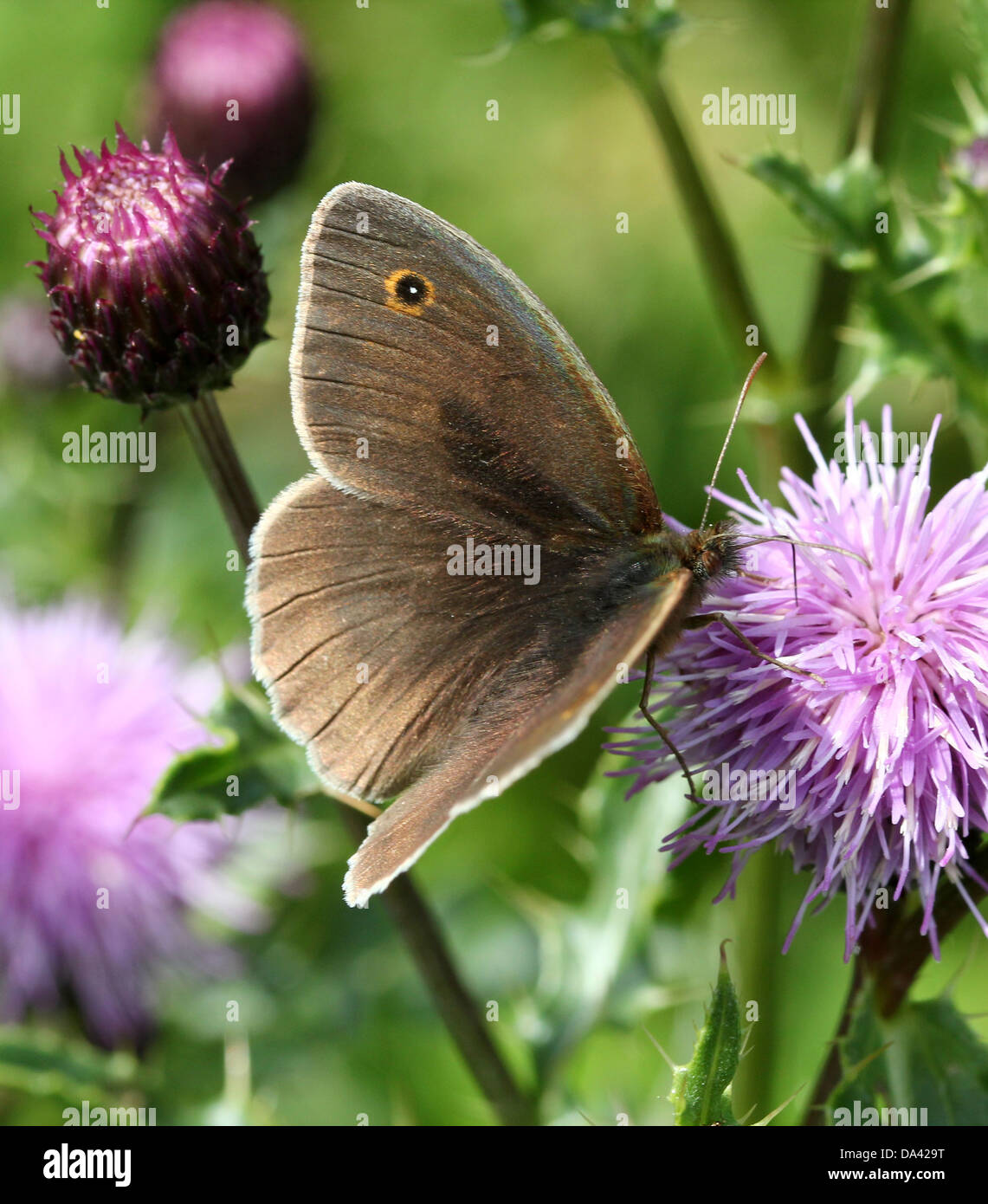 Close-up of a male Meadow Brown ( Maniola jurtina) butterfly Stock Photo