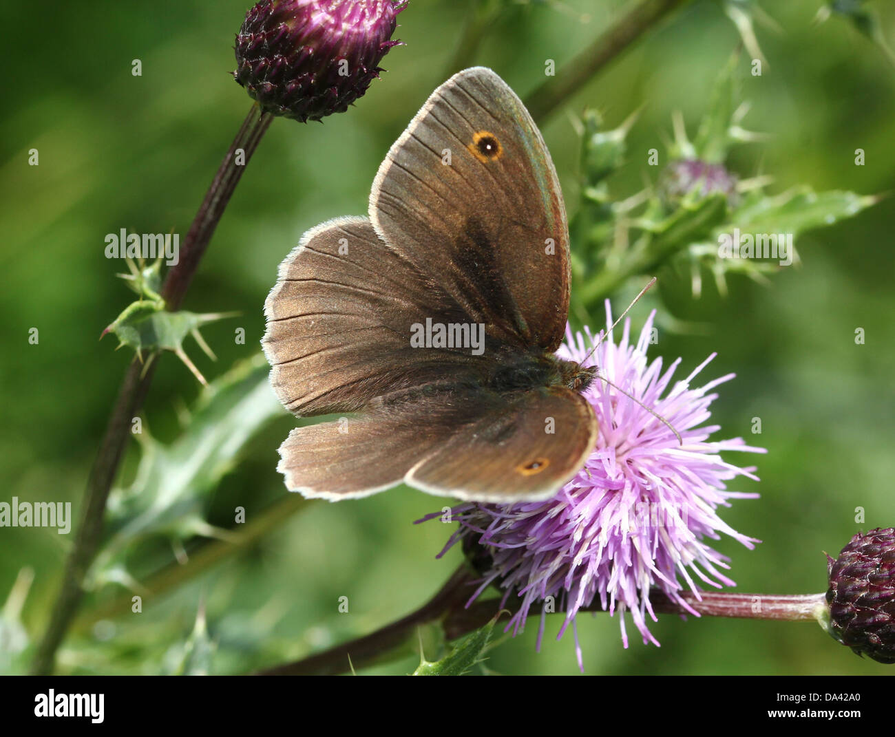 Close-up of a male Meadow Brown ( Maniola jurtina) butterfly Stock Photo