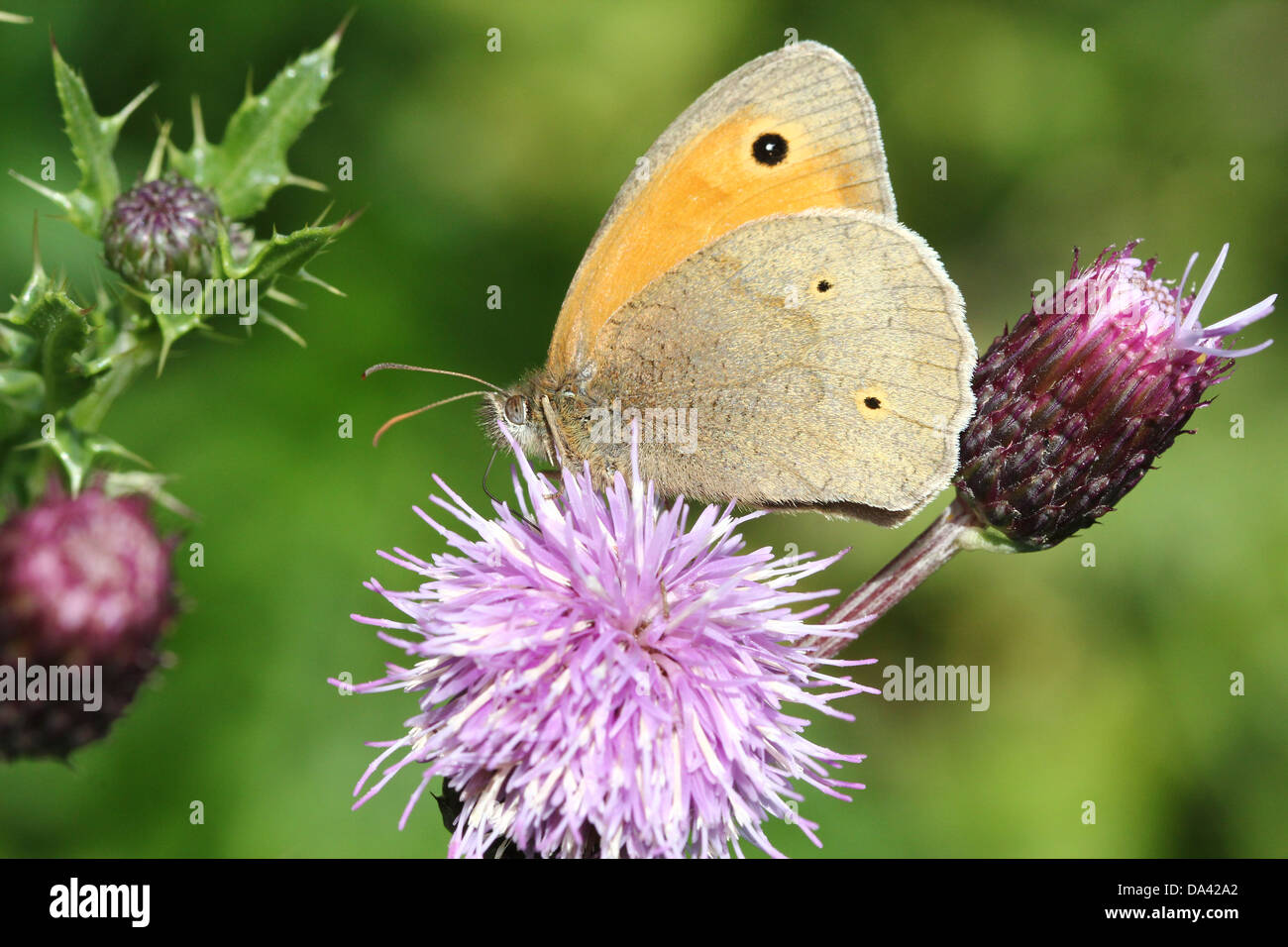 Close-up of a male Meadow Brown ( Maniola jurtina) butterfly Stock Photo