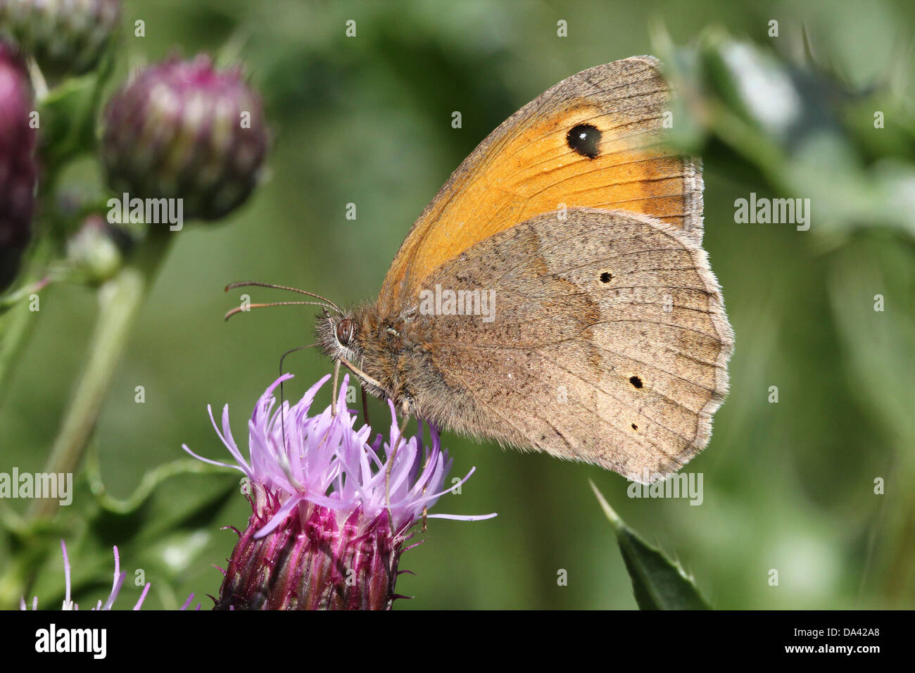 Close-up of a male Meadow Brown ( Maniola jurtina) butterfly Stock Photo