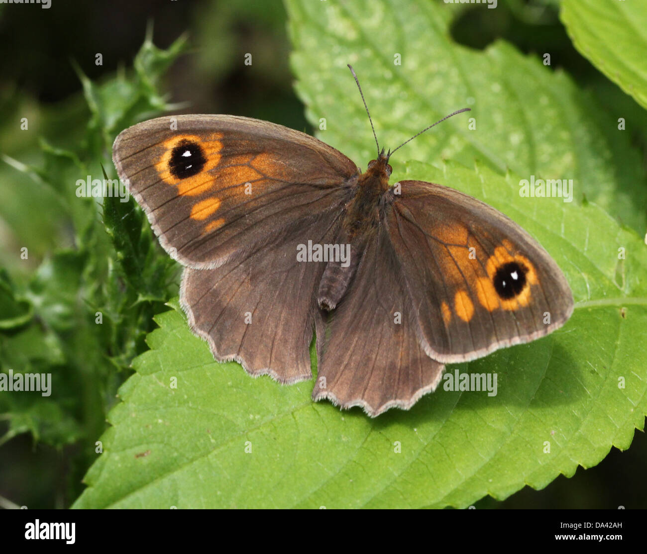 Close-up of a female Meadow Brown ( Maniola jurtina) butterfly posing on a leaf Stock Photo