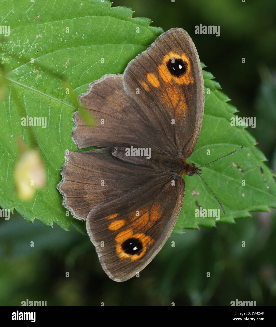 Close-up of a female Meadow Brown ( Maniola jurtina) butterfly posing on a leaf Stock Photo