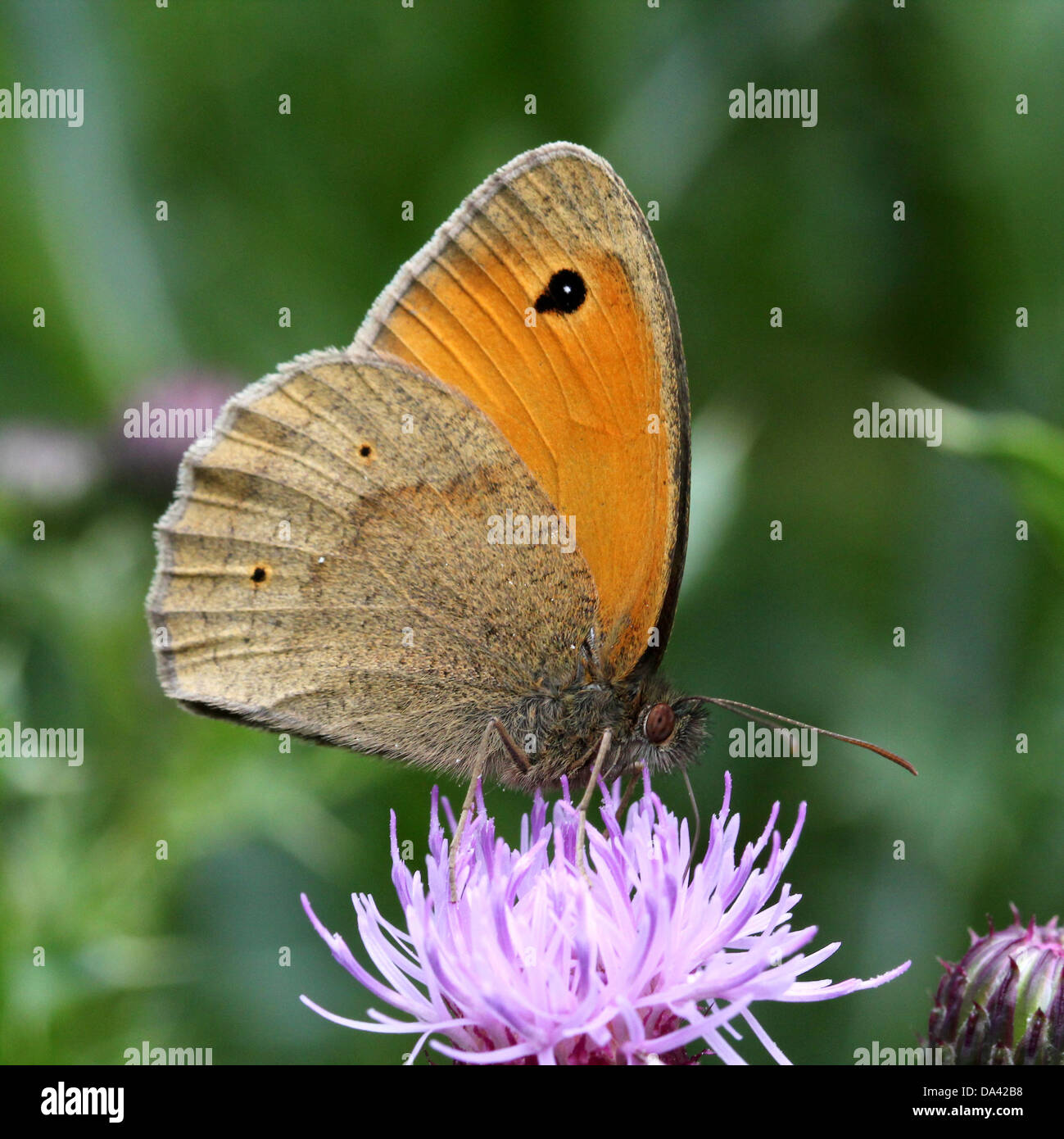 Close-up of a male Meadow Brown ( Maniola jurtina) butterfly Stock Photo