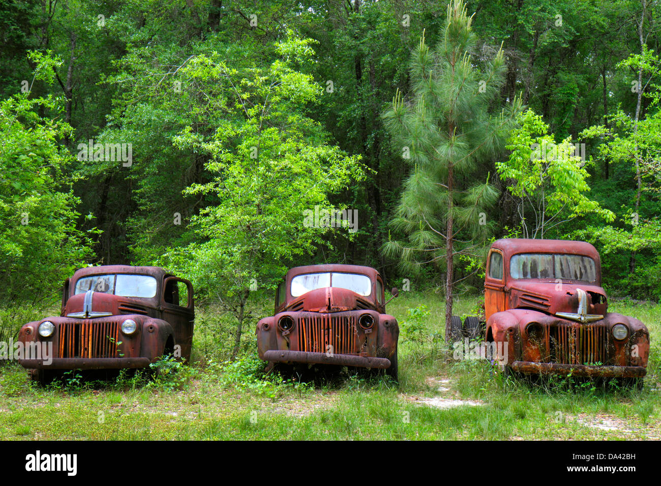Crawfordville Florida,rusted rusty rusting junked abandoned antique car cars automobile automobiles truck trucks vehicle vehicles Stock Photo