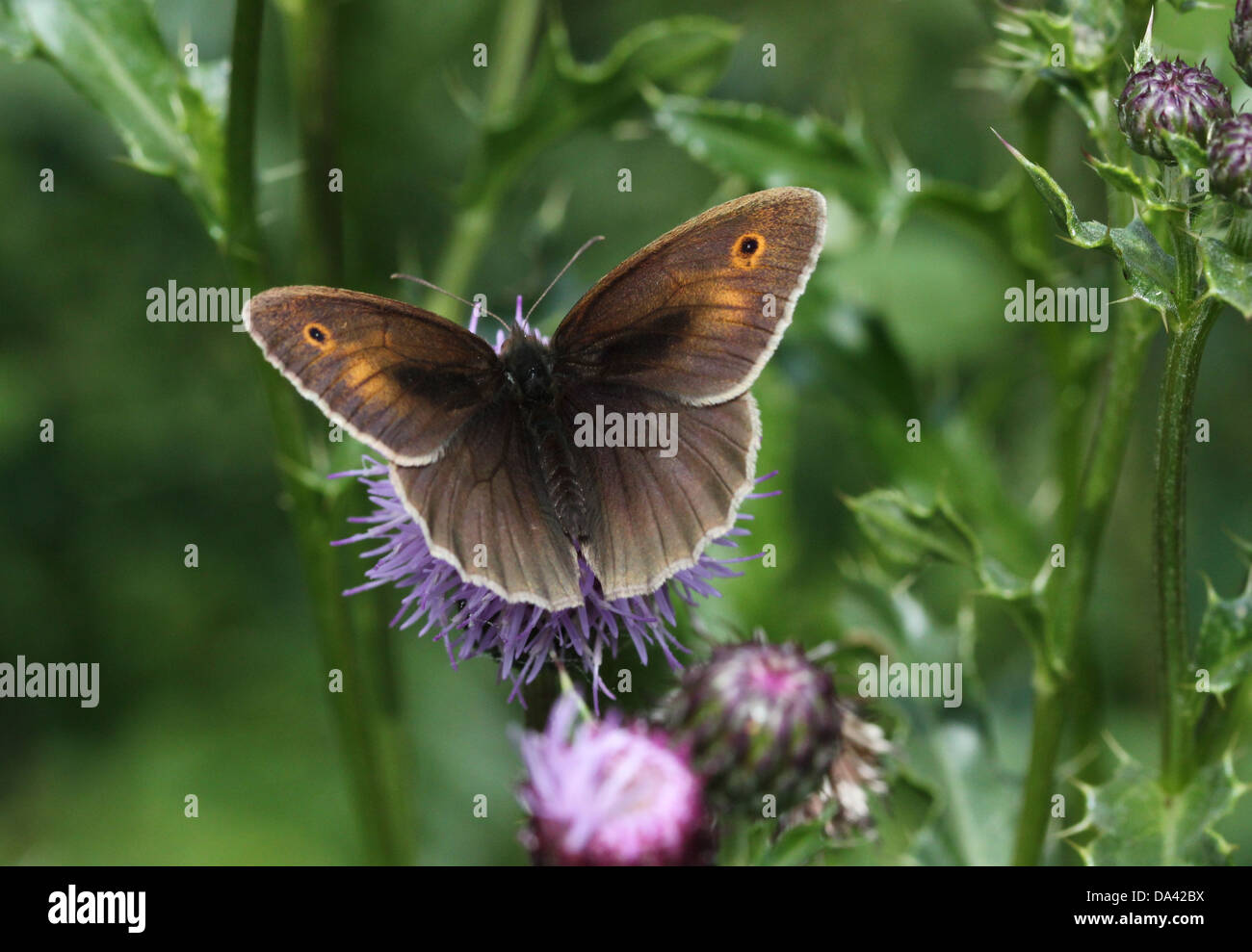 Close-up of a female Meadow Brown ( Maniola jurtina) butterfly foraging on a thistle flower Stock Photo