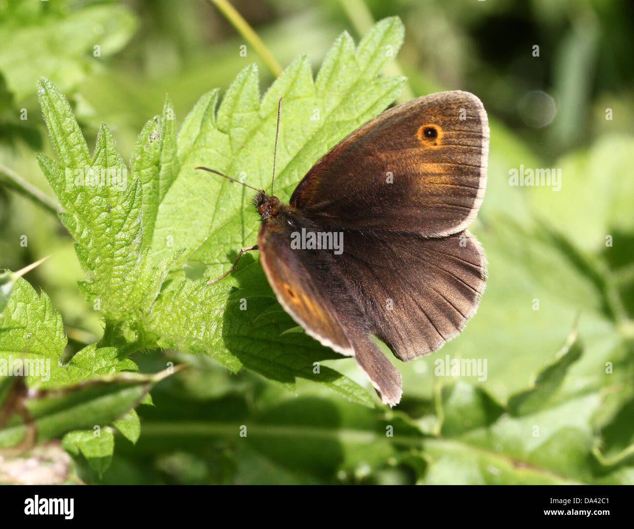 Close-up of a female Meadow Brown ( Maniola jurtina) butterfly posing on a leaf Stock Photo