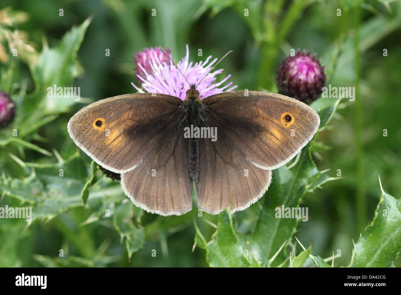 Close-up of a female Meadow Brown ( Maniola jurtina) butterfly foraging on a thistle flower Stock Photo