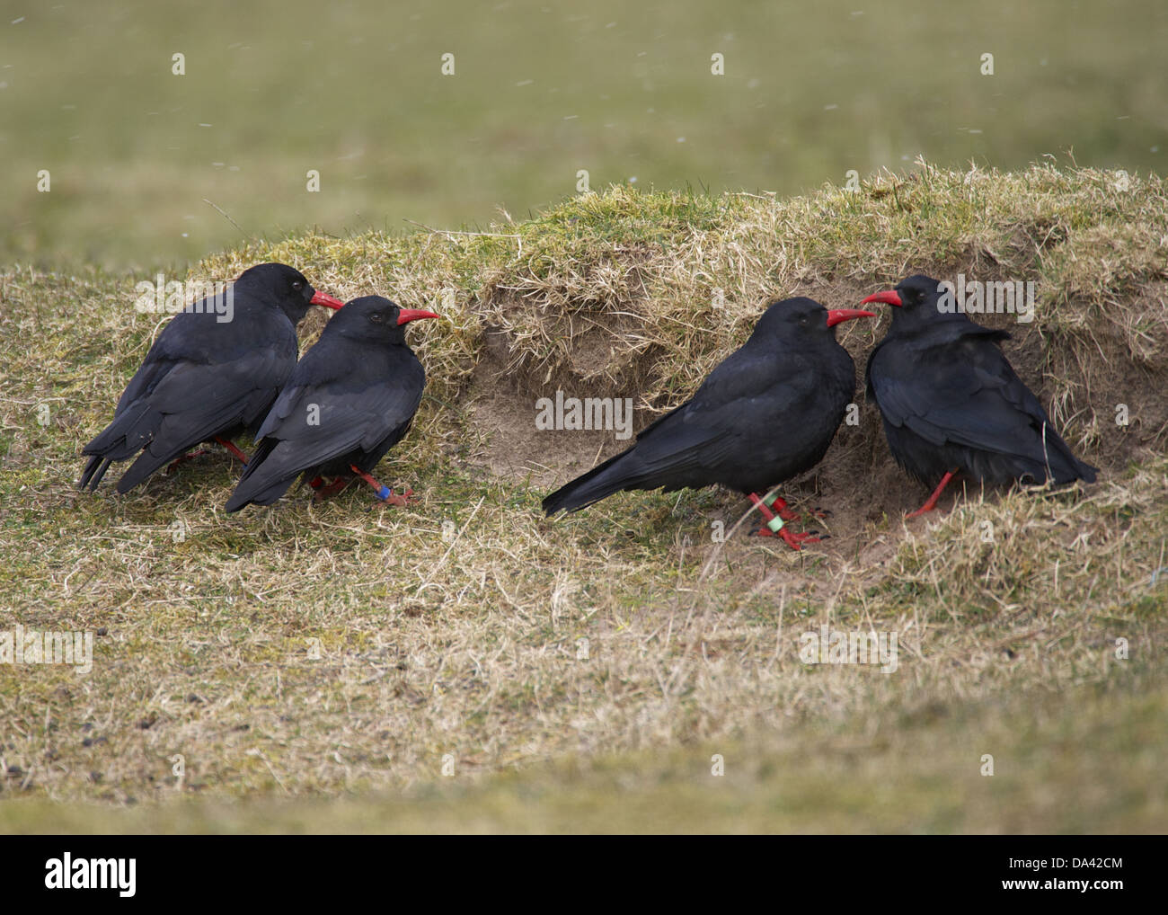 Red-billed Chough (Pyrrhocorax pyrrhocorax) four adults sheltering from wind behind sand dune during snowfall Ardnave Islay Stock Photo
