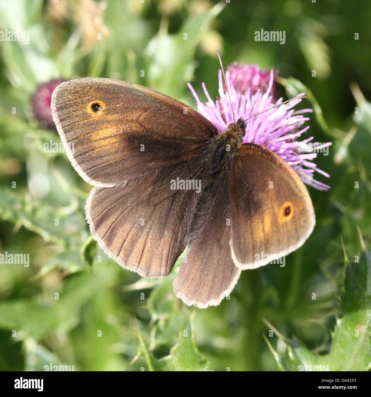Close-up of a female Meadow Brown ( Maniola jurtina) butterfly foraging on a thistle flower Stock Photo