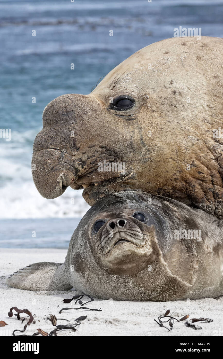 Southern Elephant Seal - sub adult non breeding male attacking a young pup Stock Photo