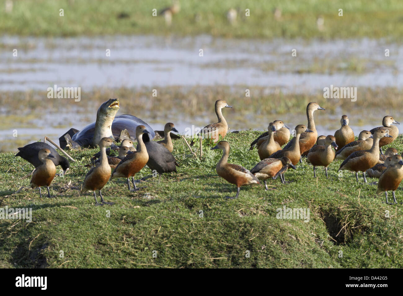 Lesser Whistling-duck (Dendrocygna javanica) flock with Indian Flap-shelled Turtle (Lissemys punctata) adult on bank in wetland Stock Photo
