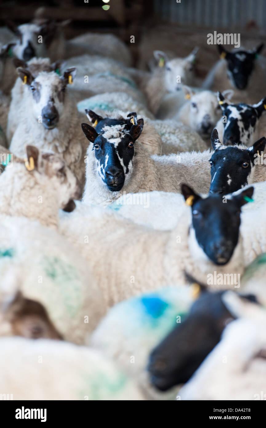 sheep in a pen during lambing season Stock Photo Alamy