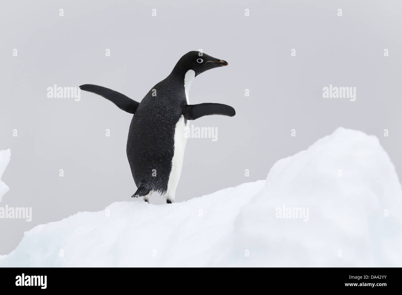 Adelie Penguin (Pygoscelis adeliae) adult, standing on ice, Antarctic ...