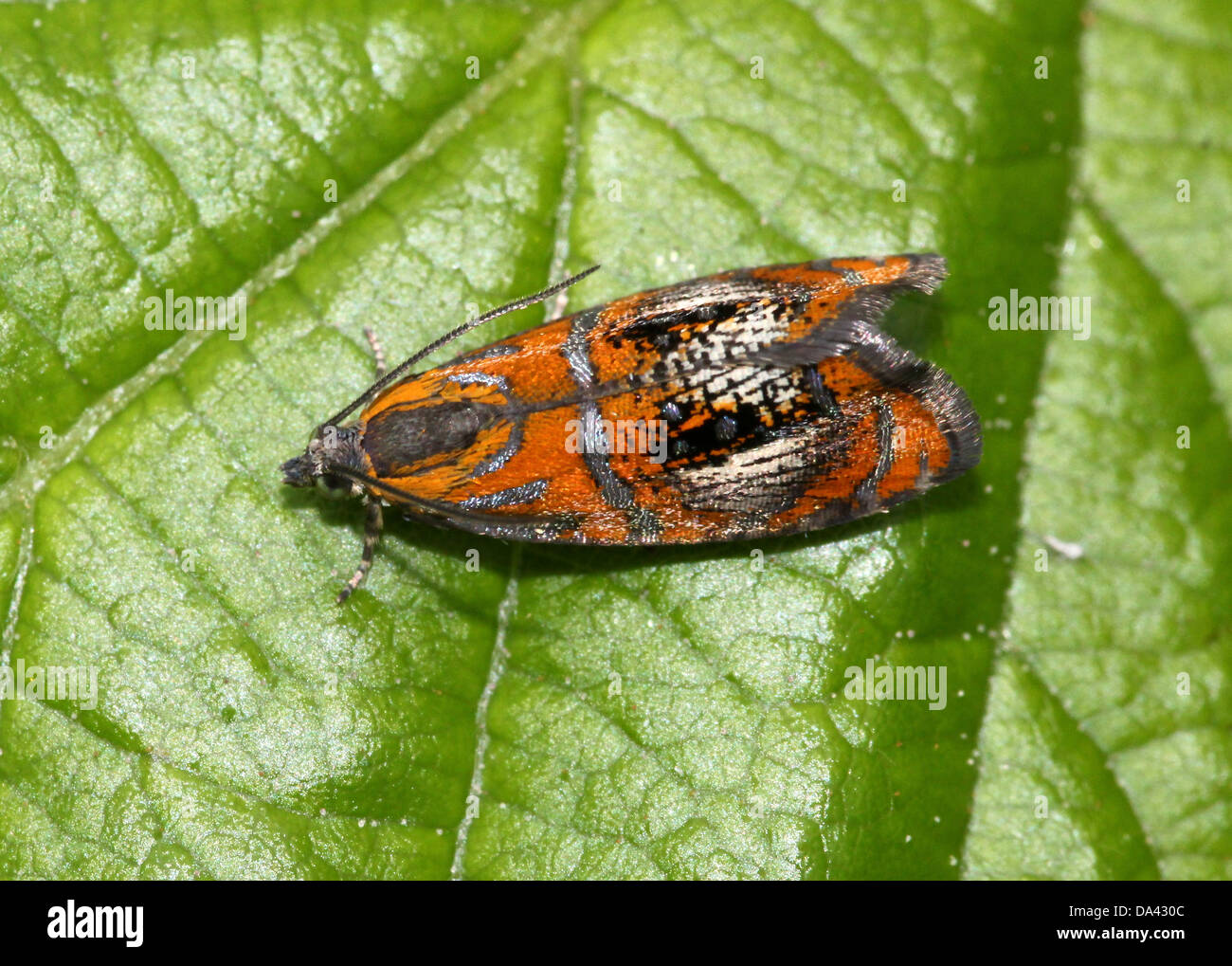 Close-up macro image of the tiny and colourful  European Arched Marble micromoth (Olethreutes arcuella) Stock Photo