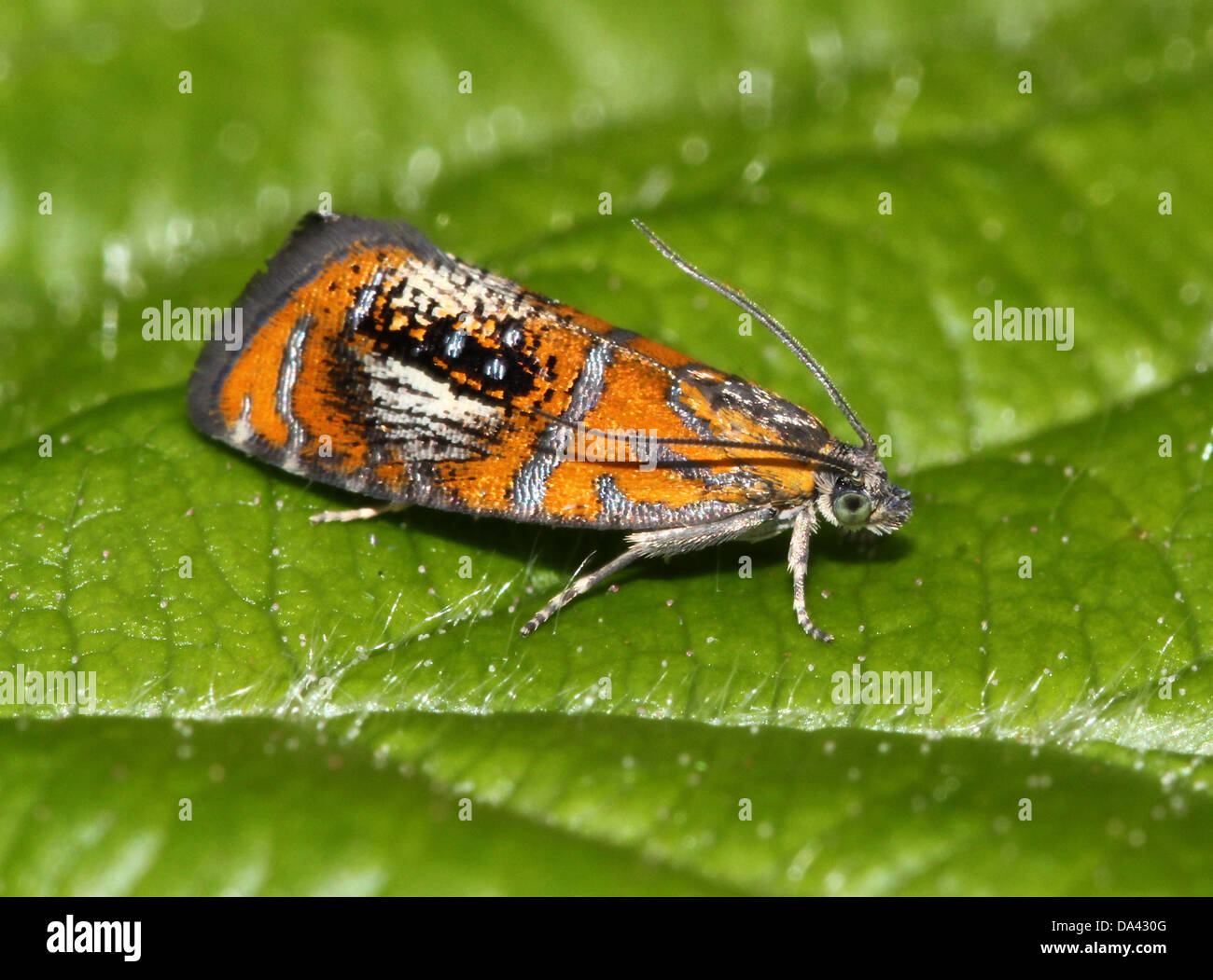 Close-up macro image of the tiny and colourful  European Arched Marble micromoth (Olethreutes arcuella) Stock Photo