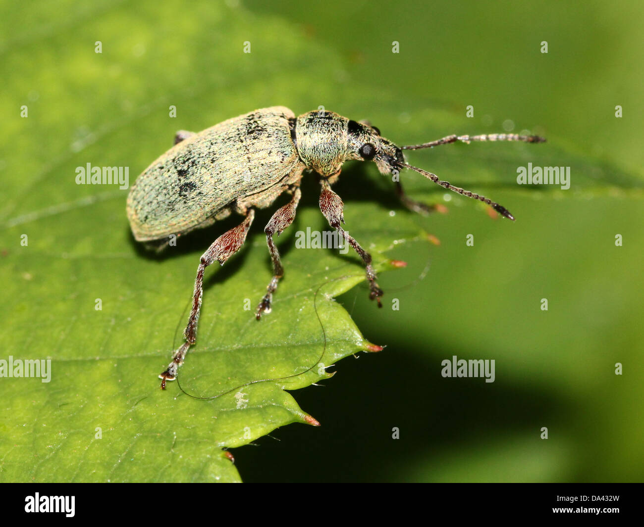 Close-up macro image of  a  Silver-green leaf Weevil (Phyllobius argentatus) Stock Photo