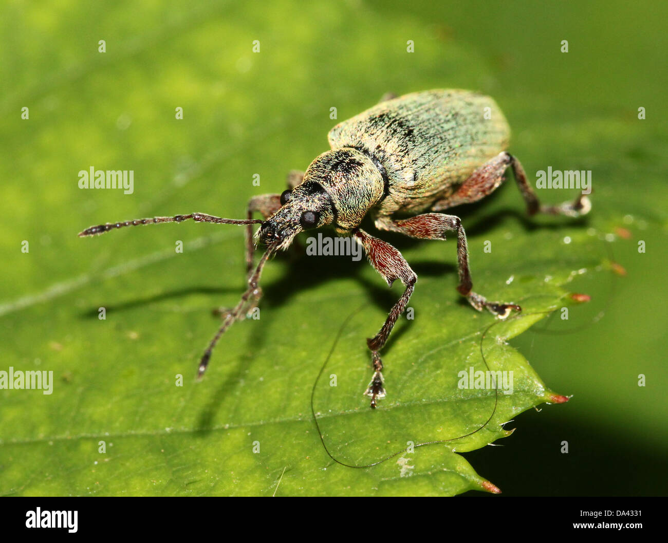Close-up macro image of  a  Silver-green leaf Weevil (Phyllobius argentatus) Stock Photo