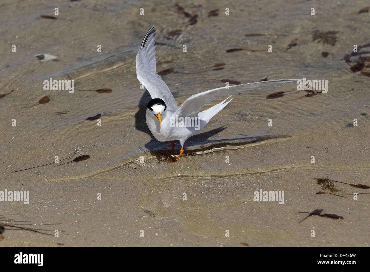 Australian Fairy Tern (Sterna nereis nereis) adult with wings spread standing in shallow water on sand bank Point Walter Swan Stock Photo