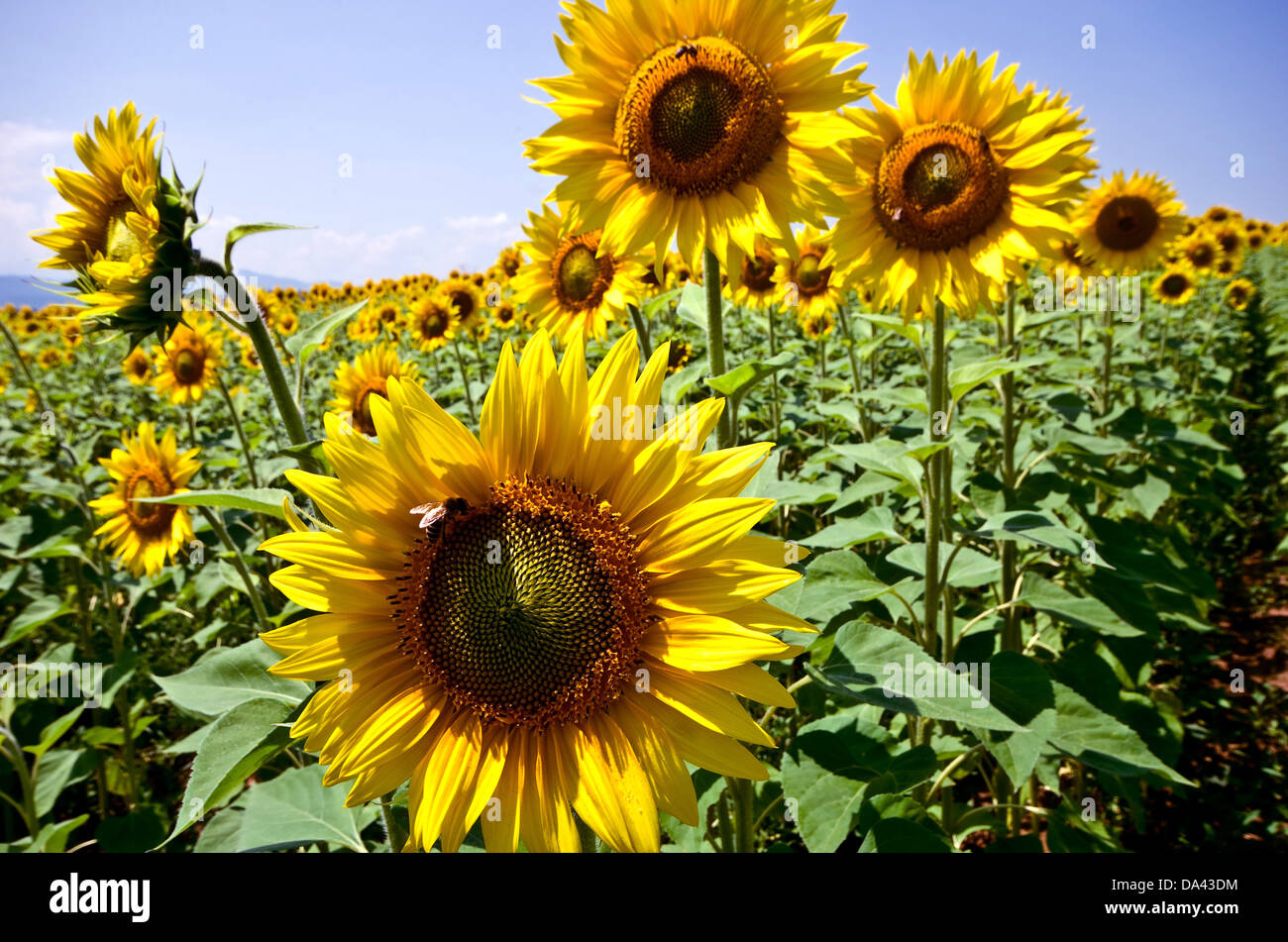 Blooming sunflower. Bees collect honey Stock Photo Alamy