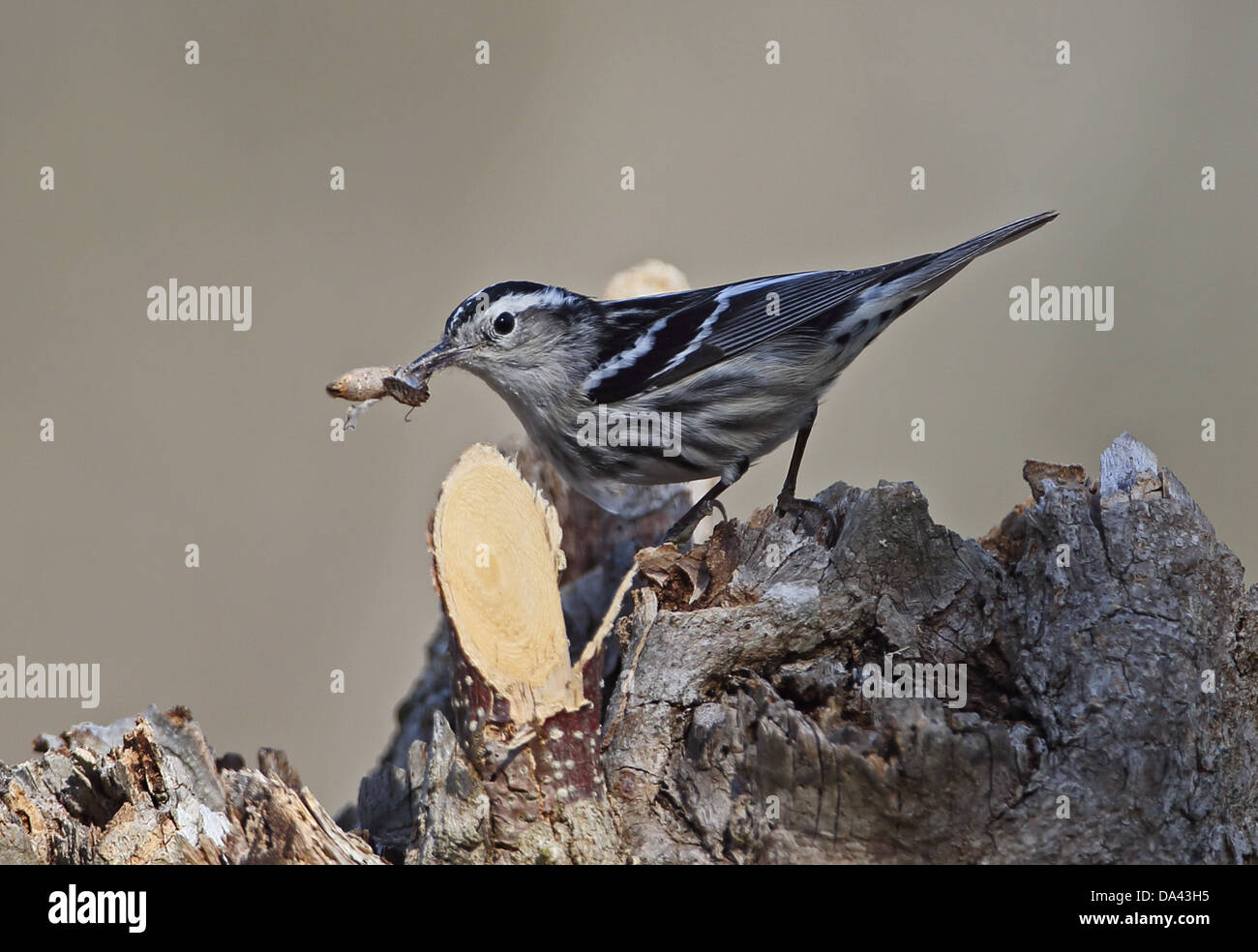 Black-and-white Warbler (Mniotilta varia) adult female with moth prey in beak perched on stump La Belen Camaguey Province Cuba Stock Photo