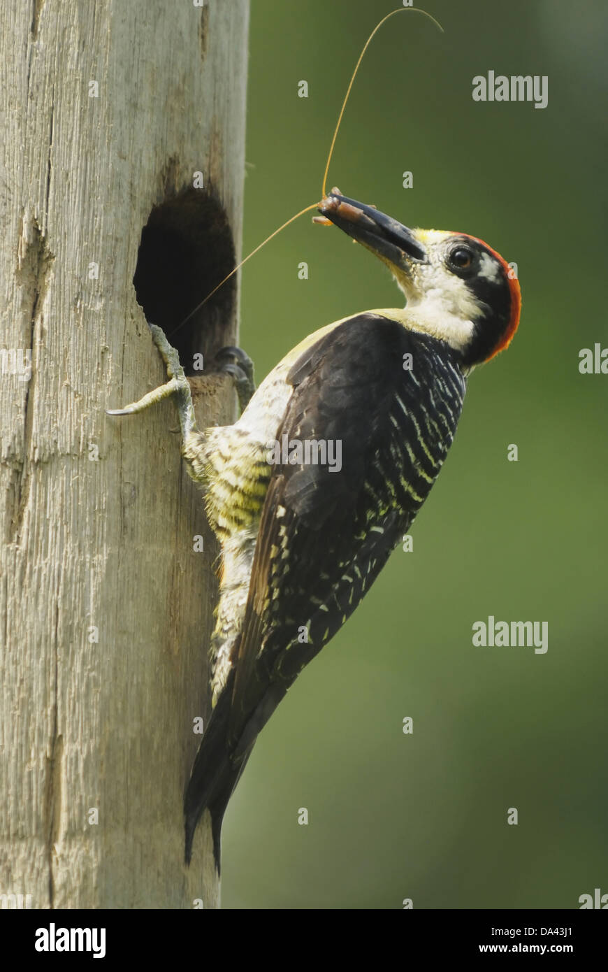 Black-cheeked Woodpecker (Melanerpes pucherani) adult male with cricket in beak at nesthole in tree trunk Volcan Arenal N.P. Stock Photo