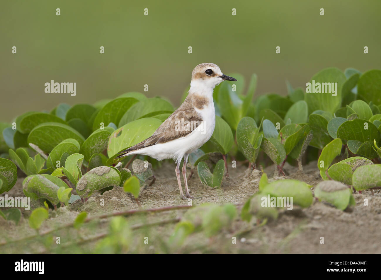 White-faced Plover (Charadrius dealbatus) adult female, standing on sand, Guangdong Province, China, June Stock Photo