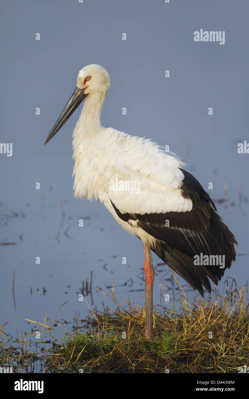 boyciana-hi-res-stock-photography-and-images-alamy