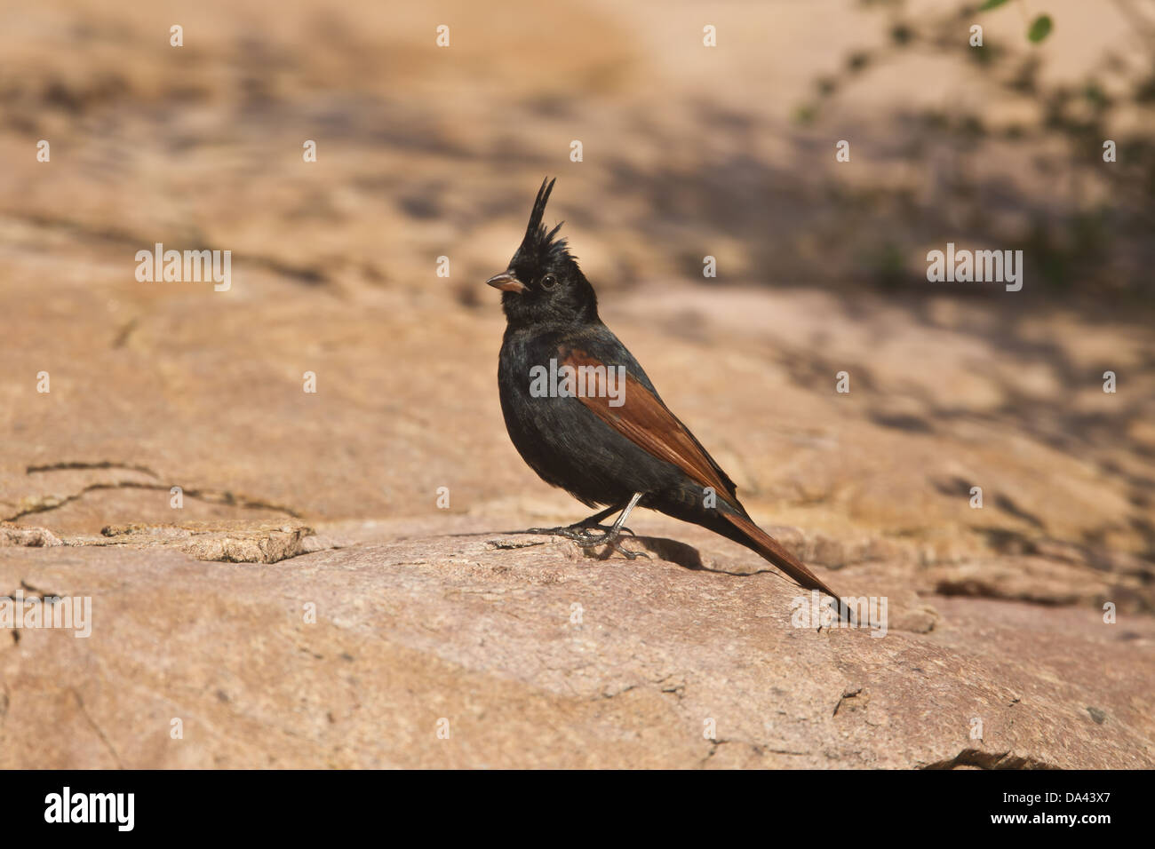 Crested Bunting (Melophus lathami) adult male, standing on rock, Rajasthan, India, November Stock Photo