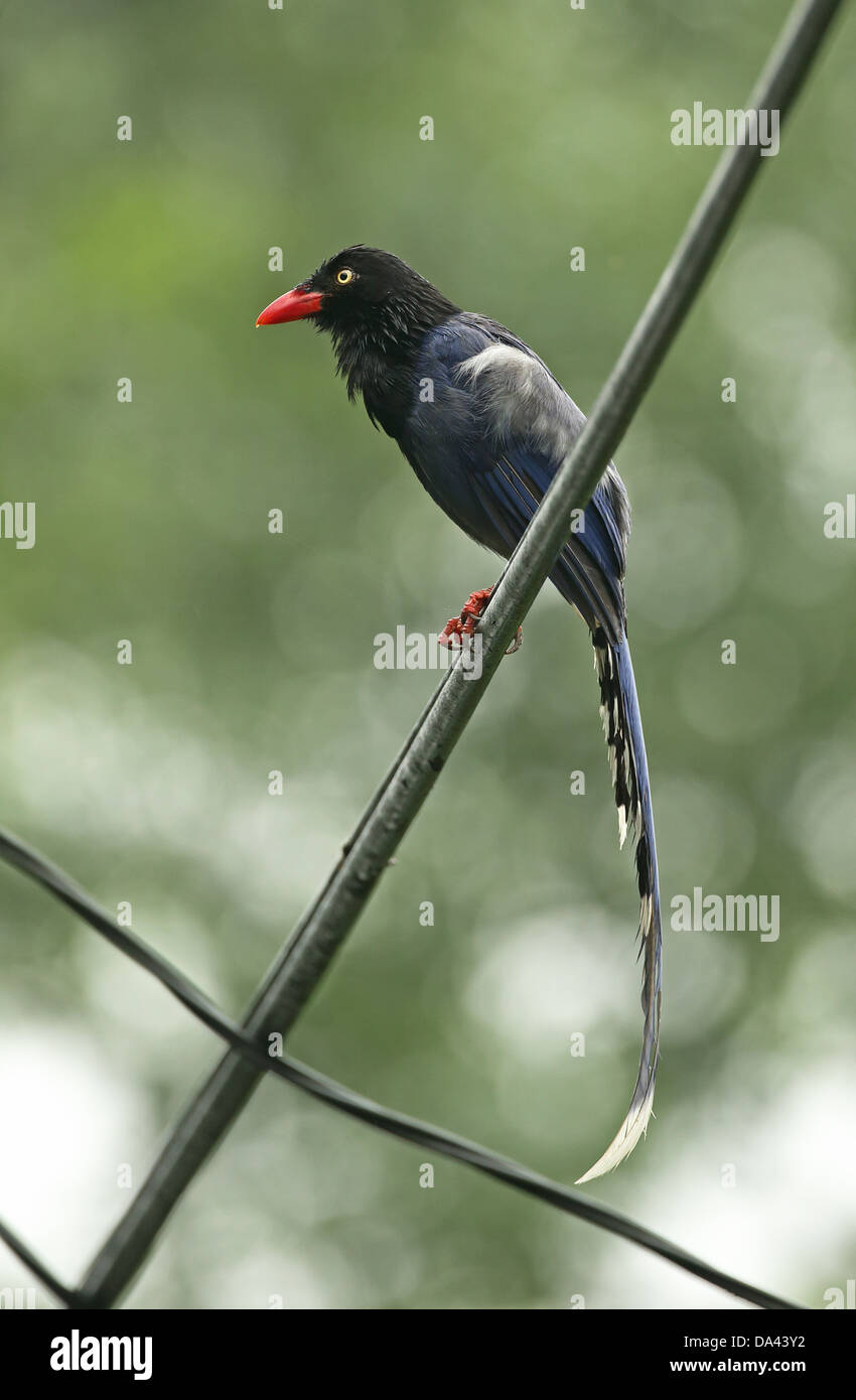 Taiwan Blue Magpie (Urocissa caerulea) adult, with wet plumage after rainfall, perched on powerline, Taiwan, April Stock Photo
