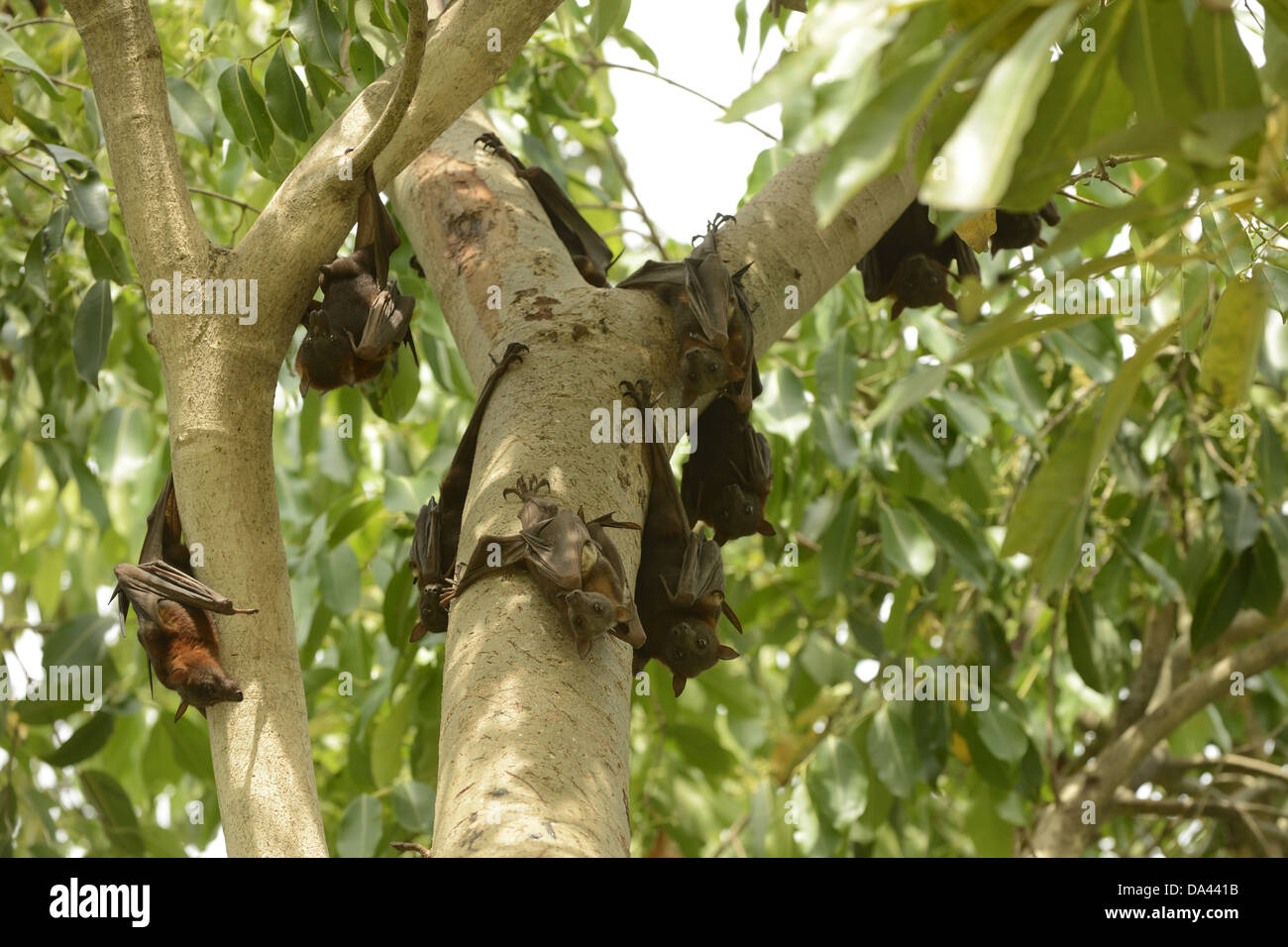 Little Red Flying Fox (Pteropus scapulatus) group, hanging from tree ...