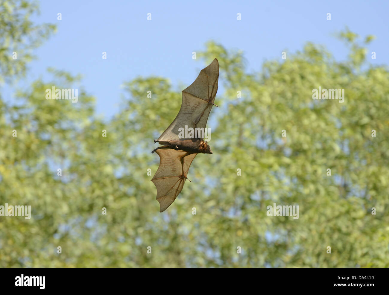 Little Red Flying Fox (Pteropus scapulatus) adult, in flight during ...