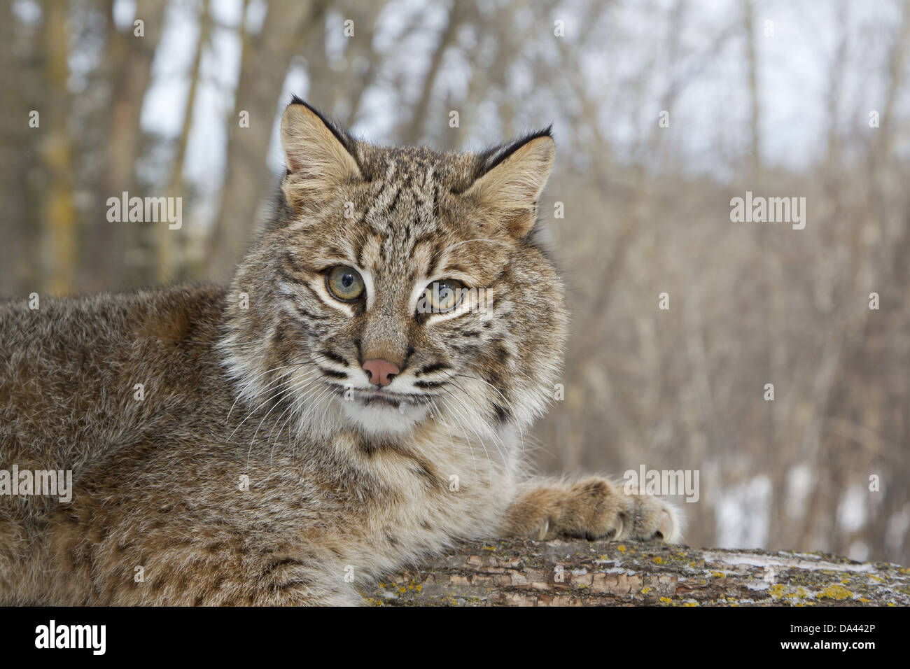 Bobcat (Lynx rufus) adult, close-up of head, resting on tree branch, Minnesota, U.S.A., January (captive) Stock Photo