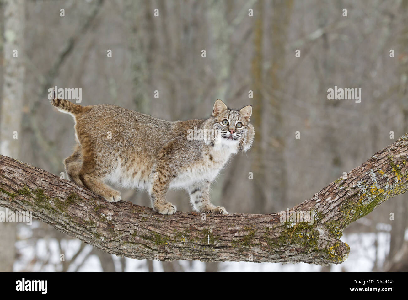 Bobcat (Lynx rufus) adult, standing on tree branch, Minnesota, U.S.A., January (captive) Stock Photo