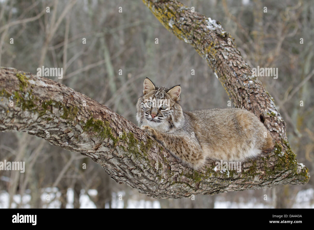 Bobcat (Lynx rufus) adult, resting on tree branch, Minnesota, U.S.A., January (captive) Stock Photo