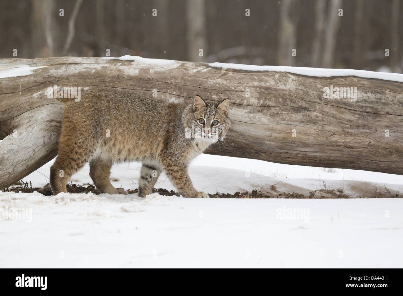 Bobcat (Lynx rufus) adult, walking on snow beside fallen tree, Minnesota, U.S.A., January (captive) Stock Photo