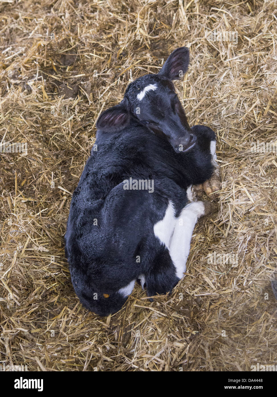 Domestic cattle holstein friesian calves hi-res stock photography and ...