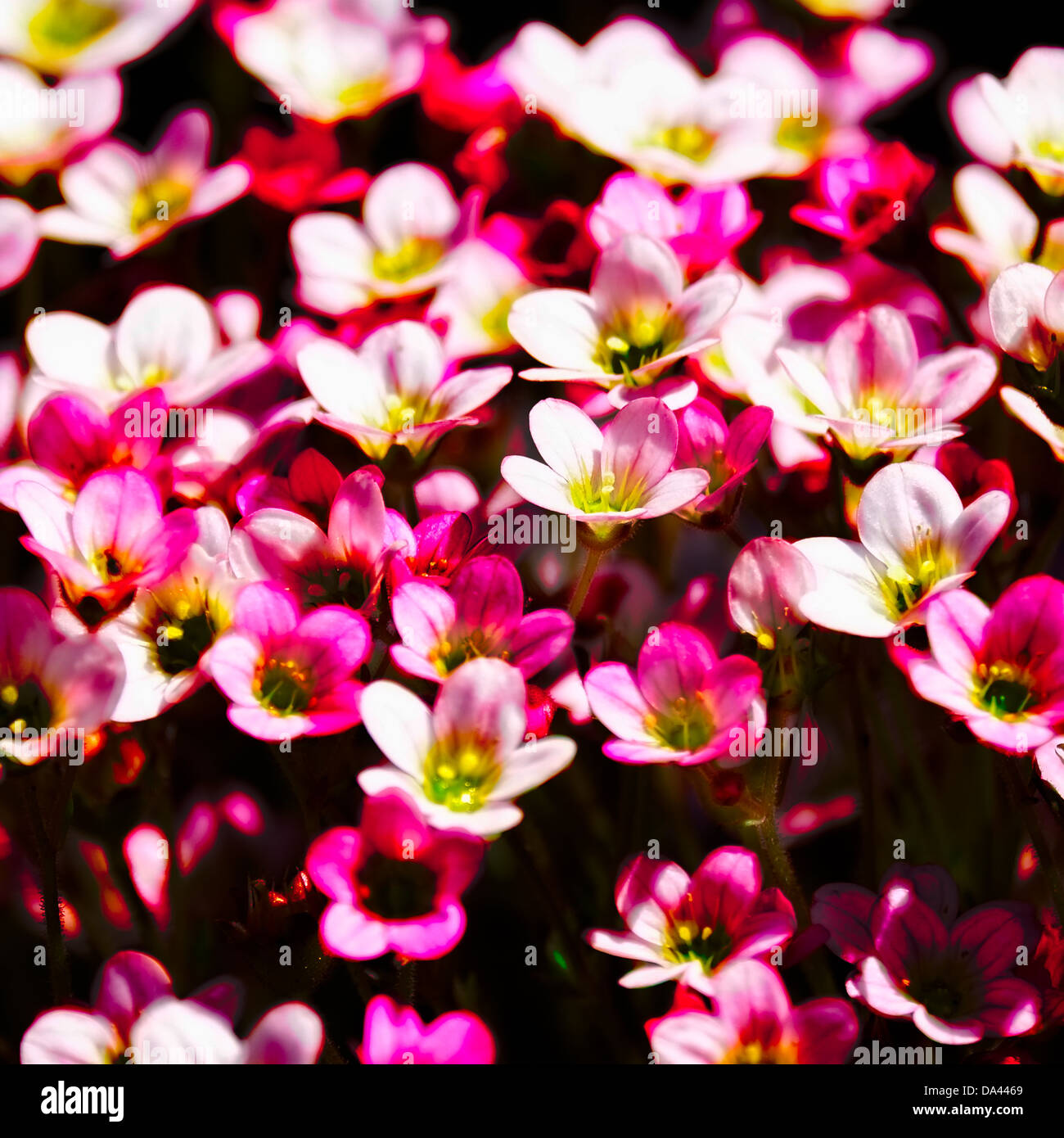 Androsace hedraentha Flowers Stock Photo