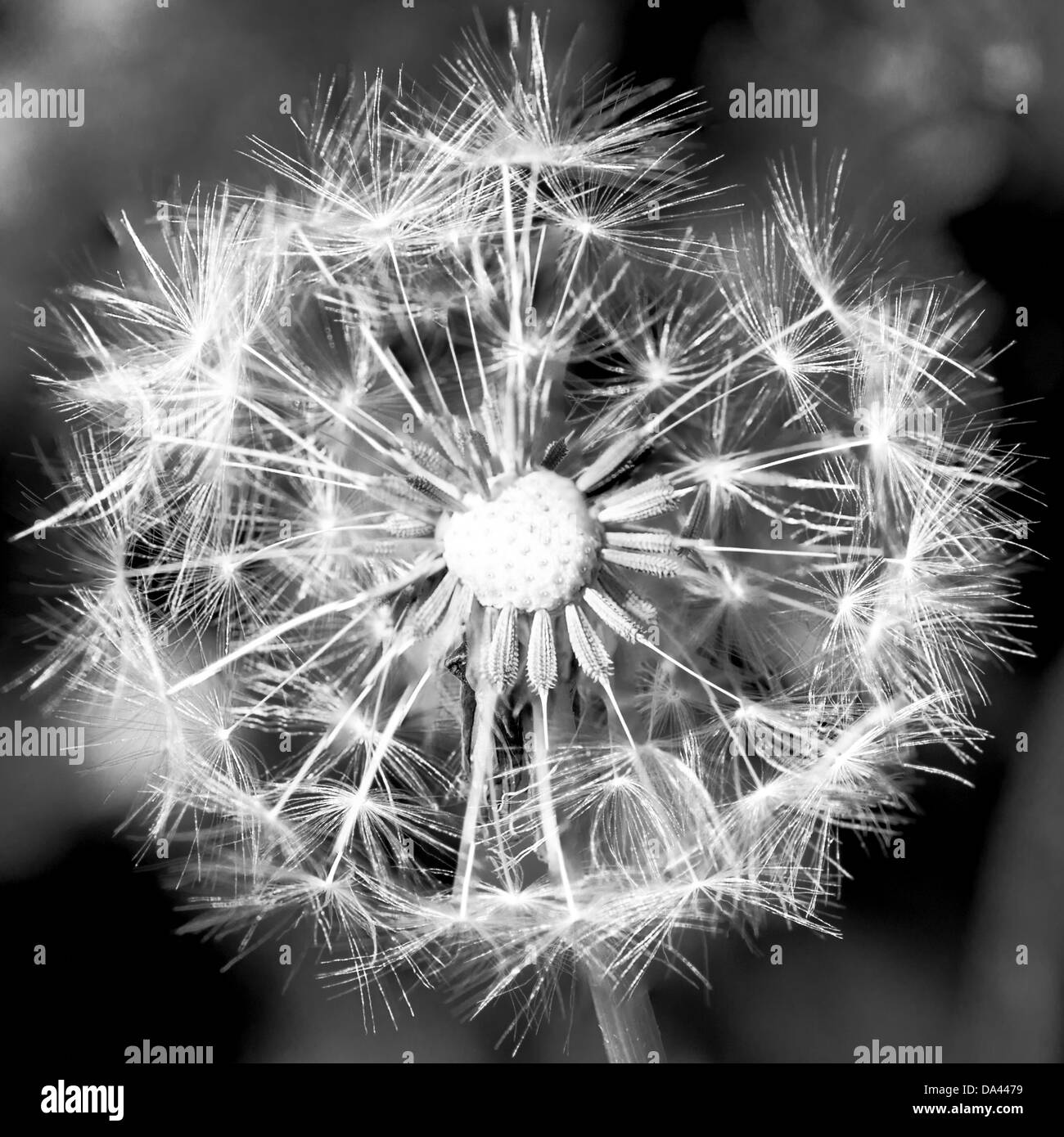 Dandelion Seedhead [Taraxacum officinale] Stock Photo