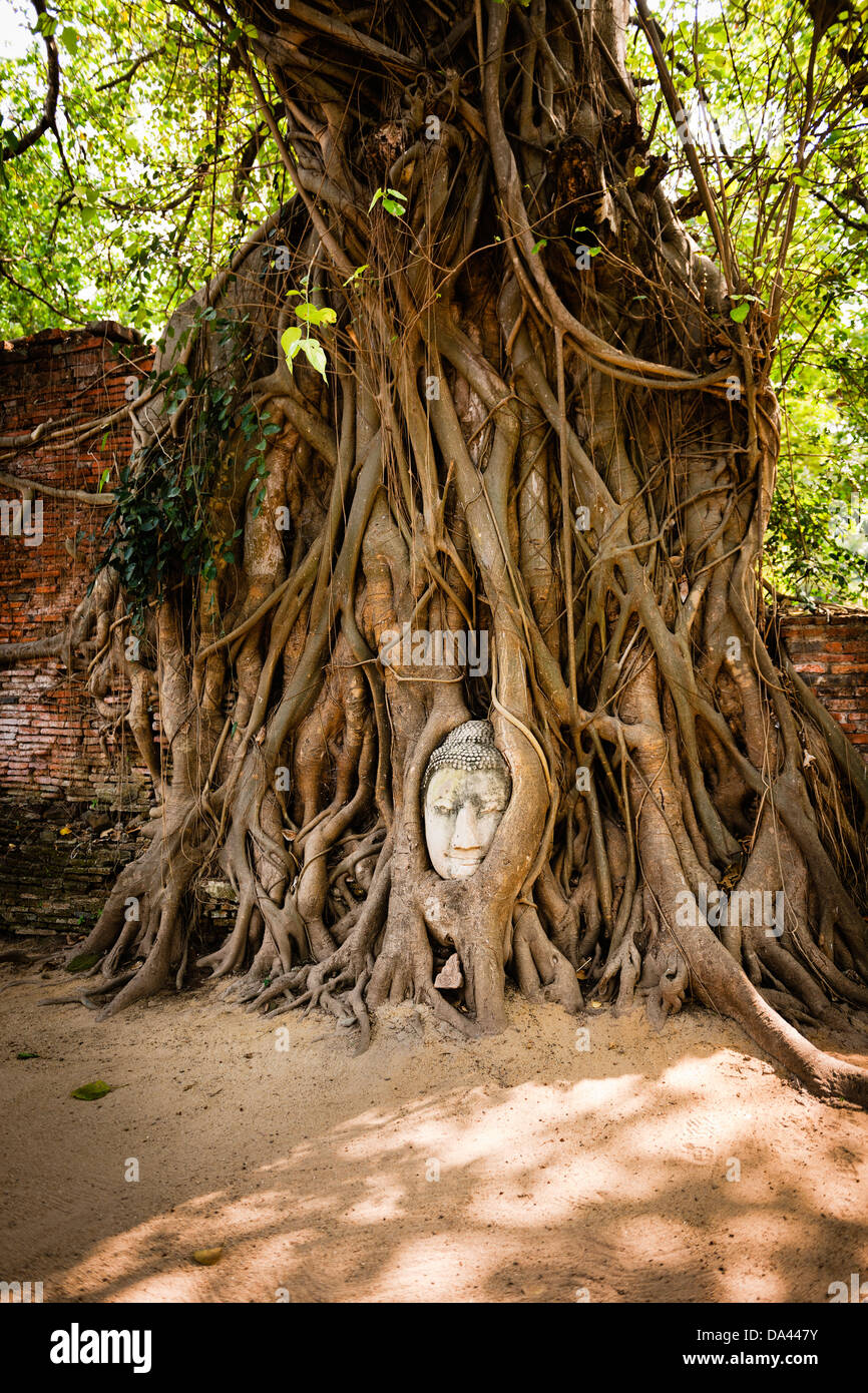 The famous Buddha head in the roots of a tree in Wat Phra Mahthat in Ayutthaya, the ancient capitol of Thailand. Stock Photo