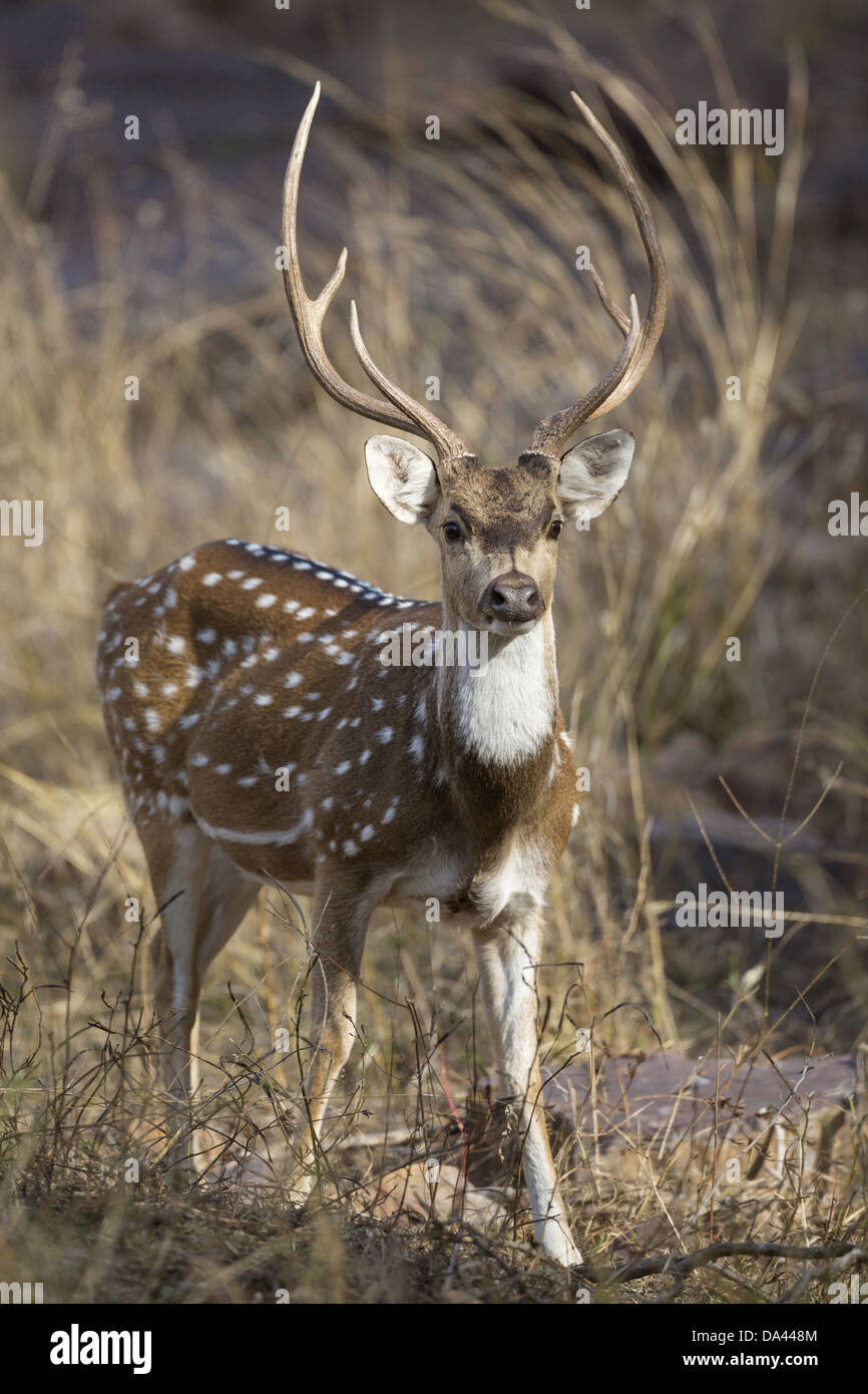 Spotted Deer (Axis axis) adult male, standing, Ranthambore N.P