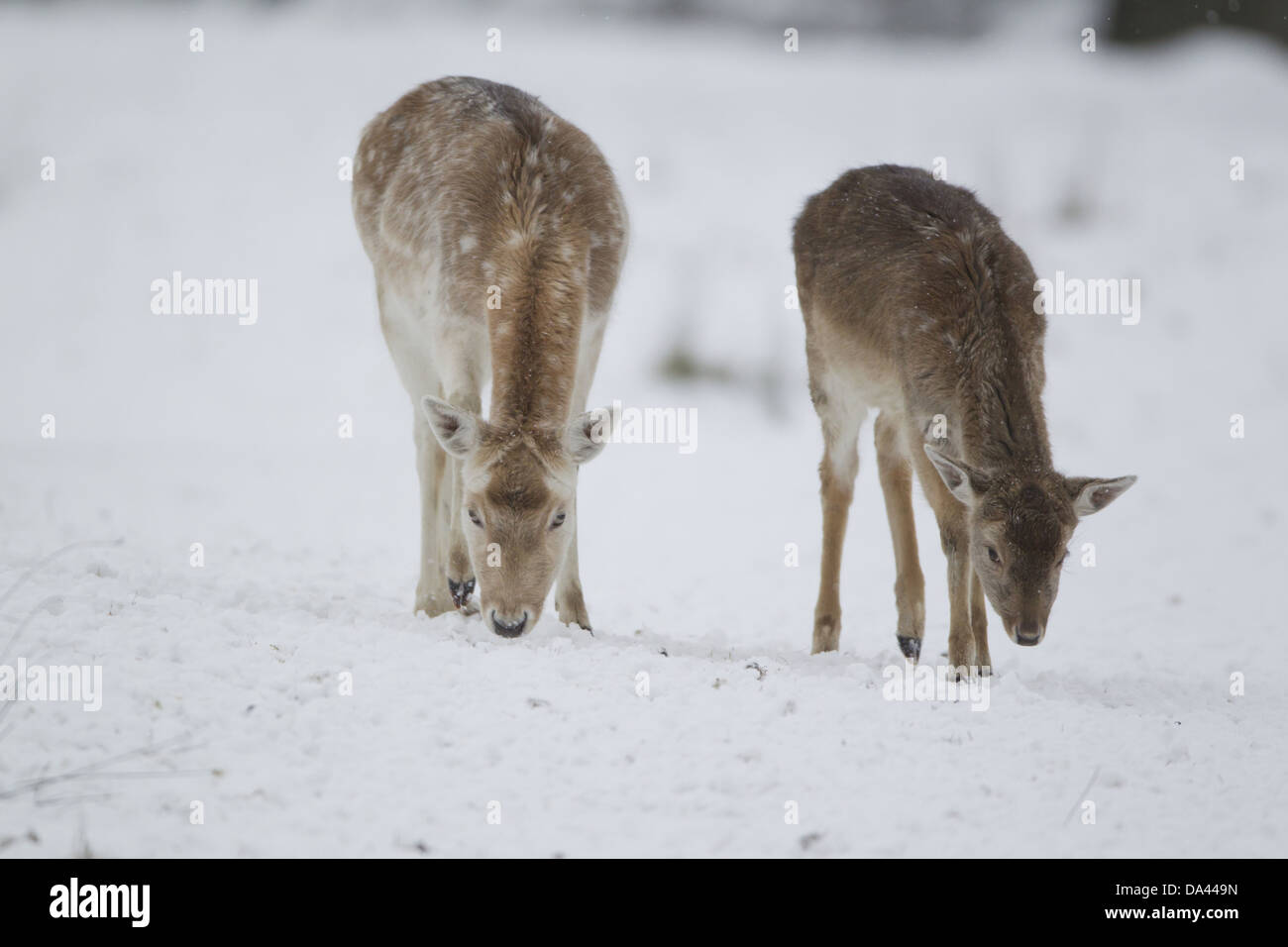 Fallow Deer (Dama dama) mature doe and fawn, feeding on snow covered grassland, Suffolk, England, January Stock Photo