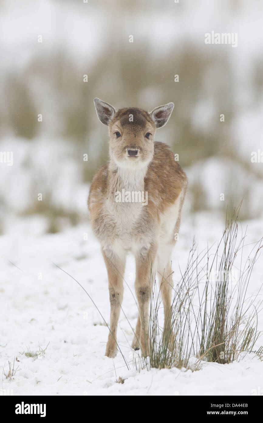 Fallow Deer (Dama dama) fawn, standing on snow covered grassland, Suffolk, England, January Stock Photo