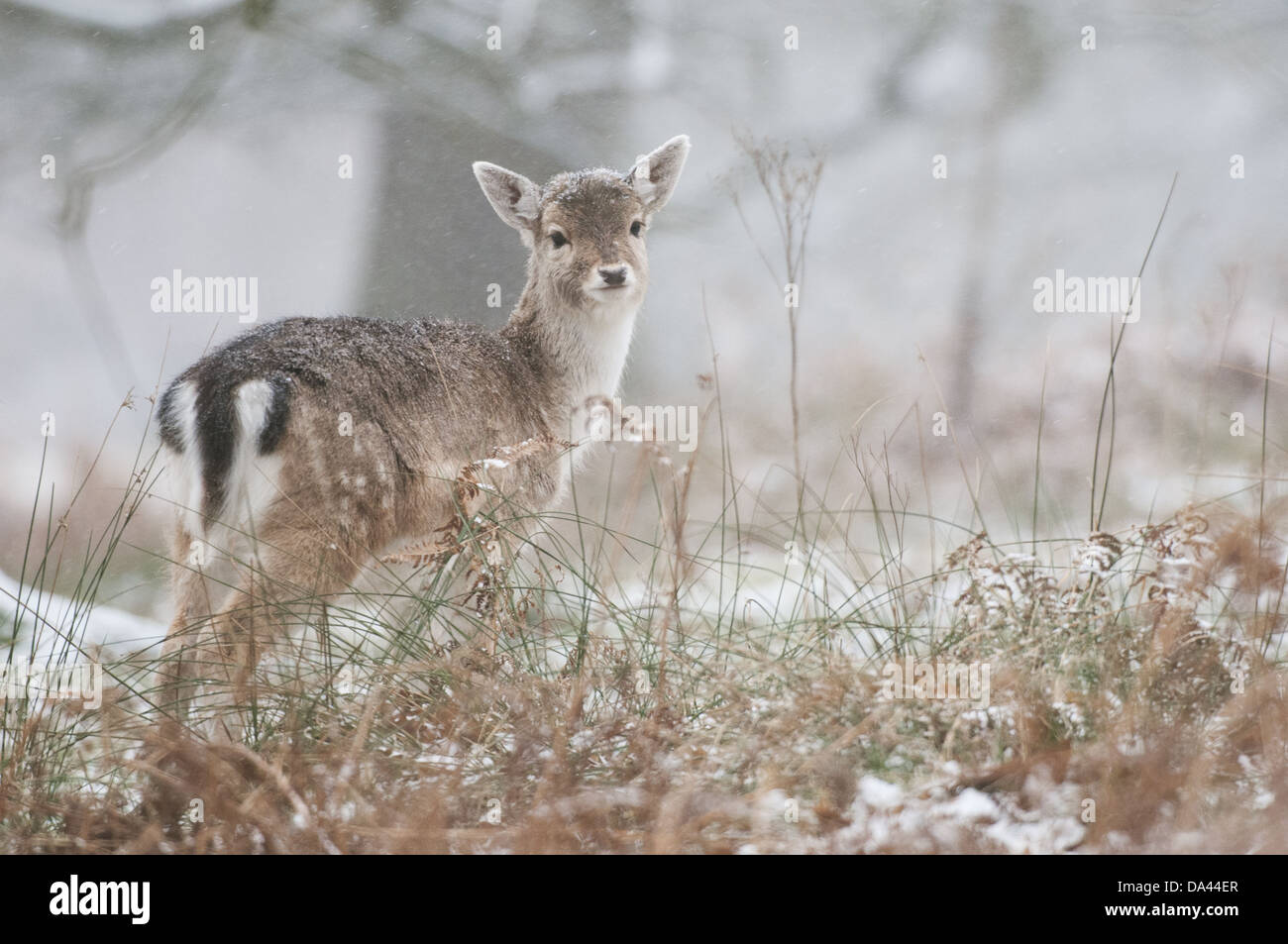 Fallow Deer (Dama dama) fawn, standing in snow covered woodland during snowfall, Kent, England, January Stock Photo