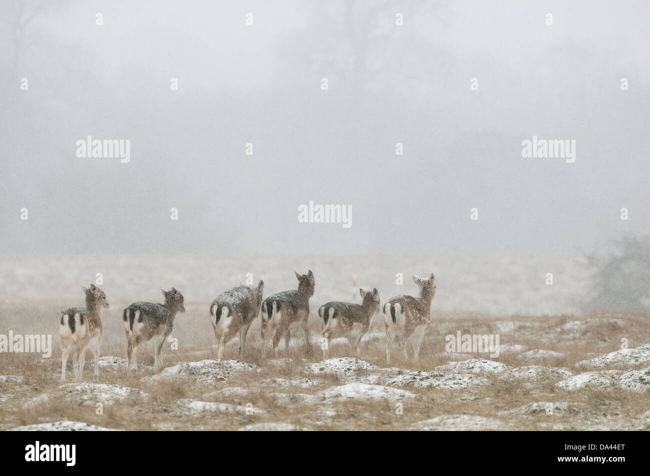 Fallow Deer (Dama dama) fawns, group walking on snow covered field during snowfall, Kent, England, January Stock Photo
