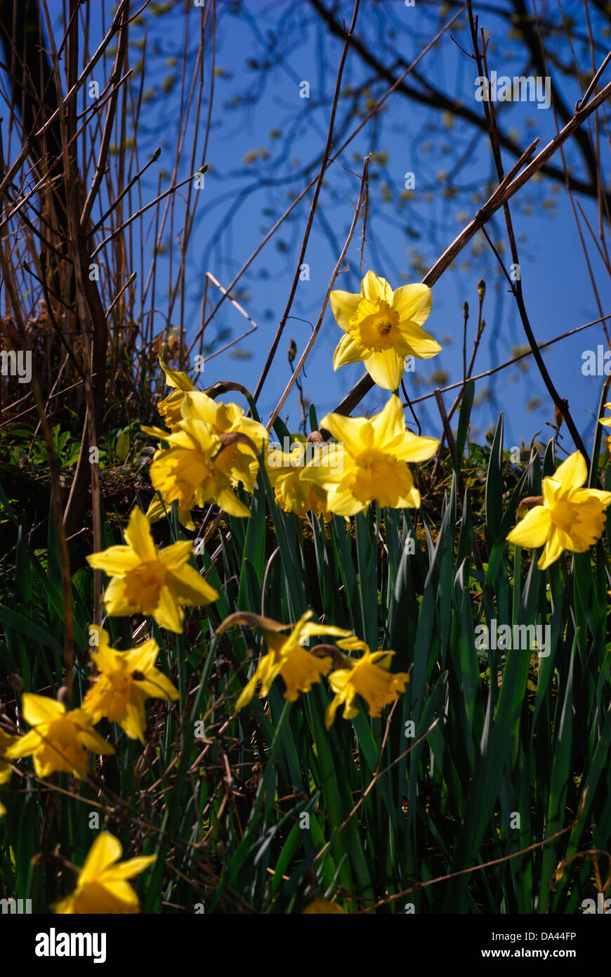 Daffodil in the early spring. Stock Photo