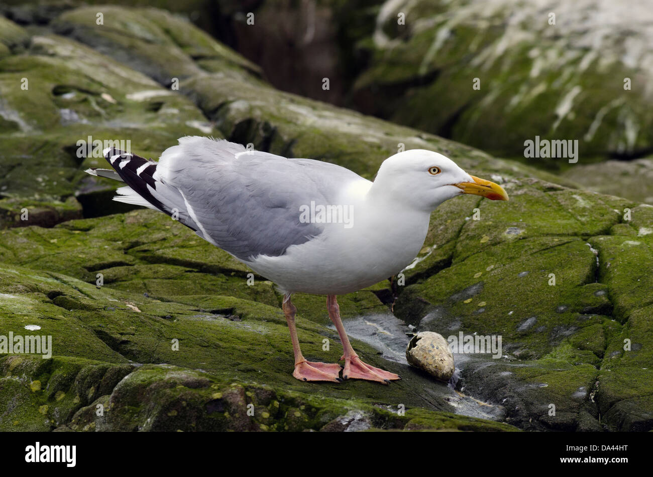 herring gull,larus argentatus,feeding on auk egg,northumberland Stock
