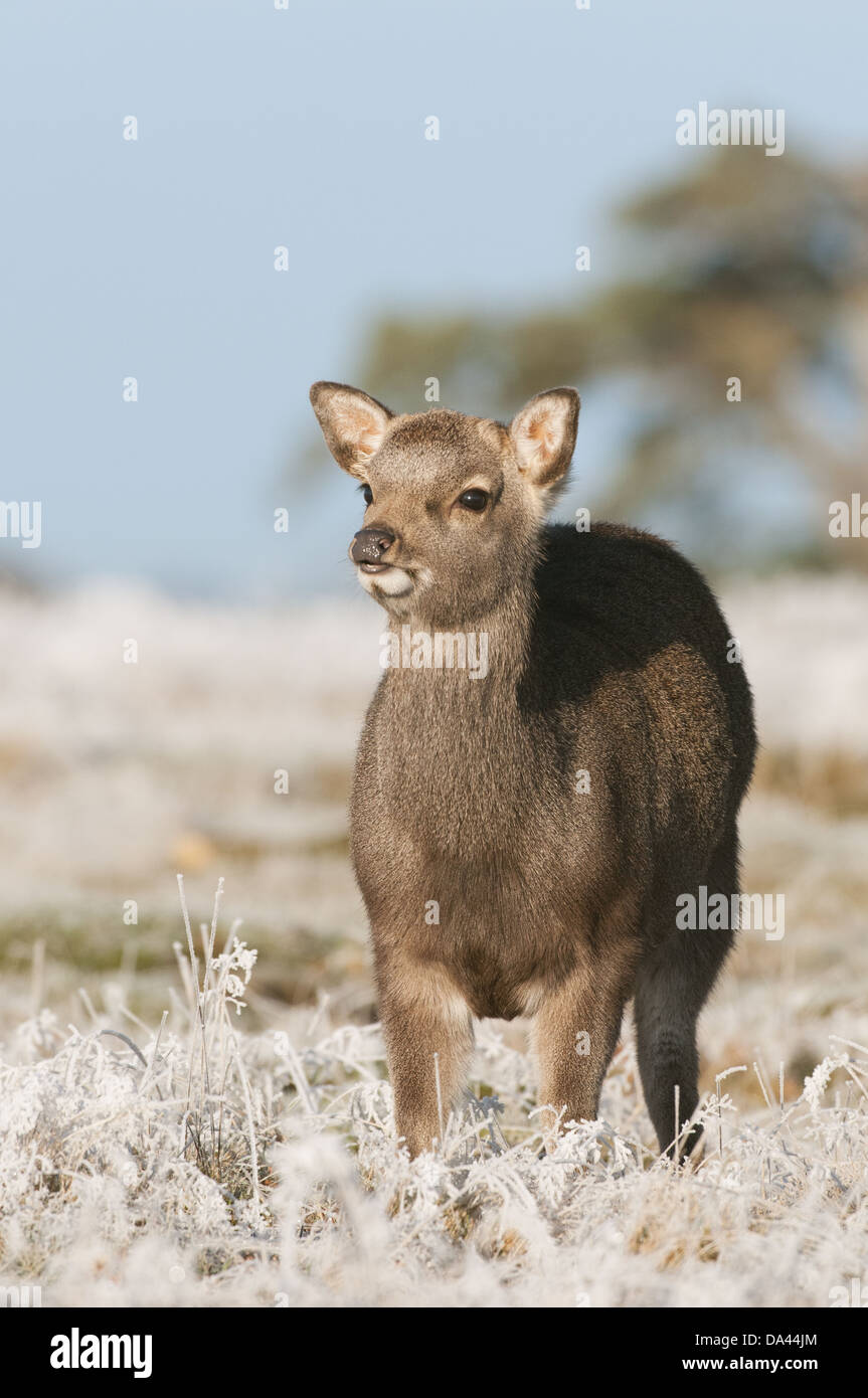 Sika Deer (Cervus nippon) introduced species, hind, winter coat, standing on frosty grass, Kent, England, January Stock Photo